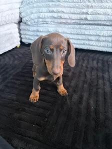 mini dashaund puppy - Photo 3