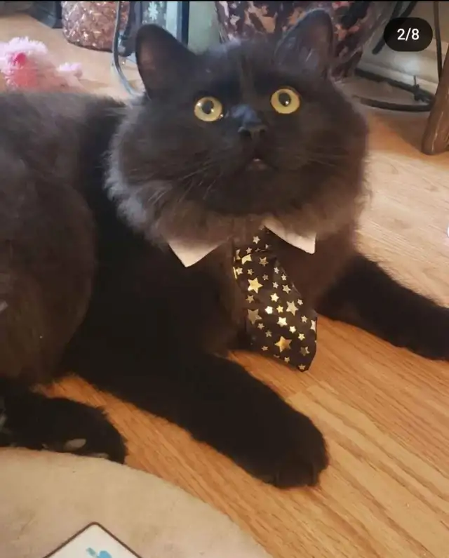 Reliable pet sitting available..