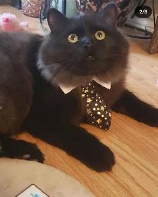 Reliable pet sitting available..