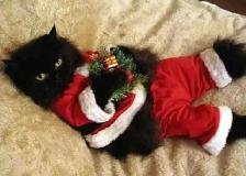 Reliable pet sitting available.. - Photo 2