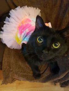 Reliable pet sitting available.. - Photo 4