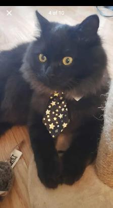 Reliable pet sitting available.. - Photo 5