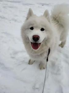 Reliable pet sitting available.. - Photo 7