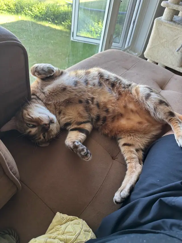 bengal cat for rehoming