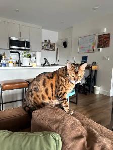 bengal cat for rehoming - Photo 2