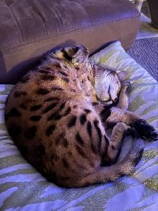 bengal cat for rehoming - Photo 3