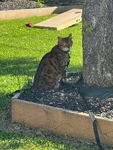 bengal cat for rehoming - Photo 4
