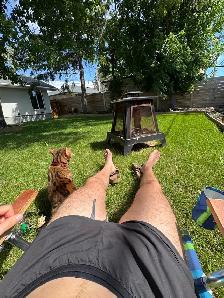 bengal cat for rehoming - Photo 6