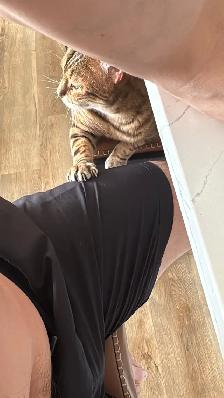 bengal cat for rehoming - Photo 7
