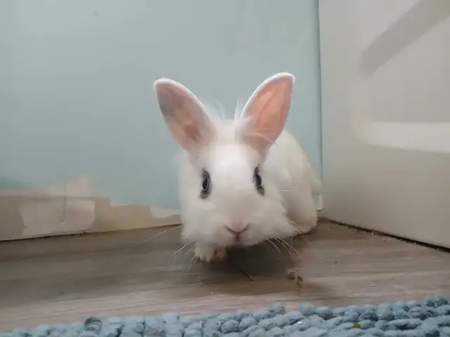 Rabbit Lapin lionhead