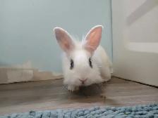 Rabbit Lapin lionhead