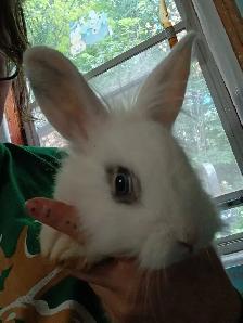 Rabbit Lapin lionhead - Photo 2
