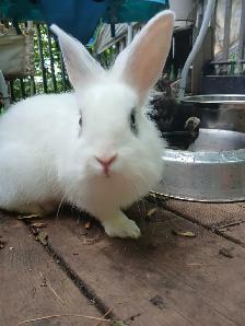 Rabbit Lapin lionhead - Photo 3