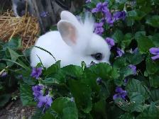 Rabbit Lapin lionhead - Photo 6