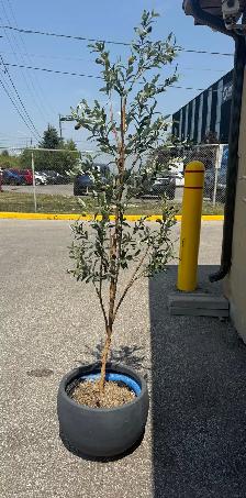Artificial Olive Tree with Decorative Pot