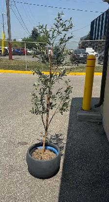 Artificial Olive Tree with Decorative Pot - Photo 2