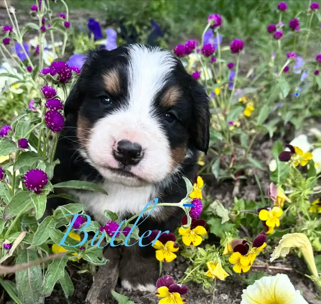 Bernese Mountain Dog puppies M/F