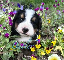 Bernese Mountain Dog puppies M/F
