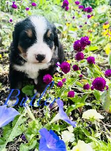 Bernese Mountain Dog puppies M/F - Photo 2