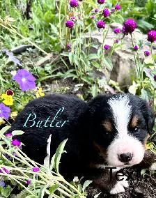 Bernese Mountain Dog puppies M/F - Photo 3