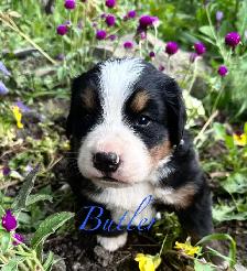 Bernese Mountain Dog puppies M/F - Photo 4
