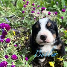 Bernese Mountain Dog puppies M/F - Photo 5