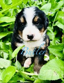Bernese Mountain Dog puppies M/F - Photo 6