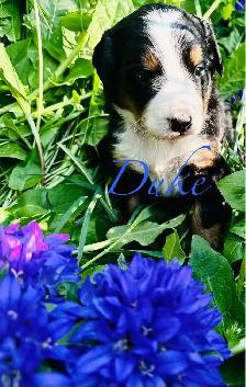 Bernese Mountain Dog puppies M/F - Photo 7