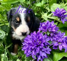 Bernese Mountain Dog puppies M/F - Photo 8