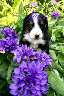 Bernese Mountain Dog puppies M/F - Photo 9