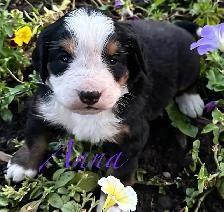 Bernese Mountain Dog puppies M/F - Photo 10