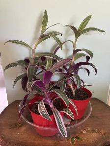 Moses-in-the-cradle indoor plants