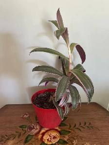 Moses-in-the-cradle indoor plants - Photo 2
