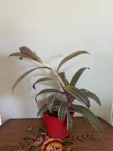 Moses-in-the-cradle indoor plants - Photo 3
