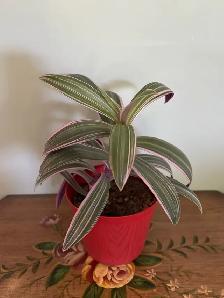 Moses-in-the-cradle indoor plants - Photo 4