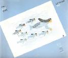 The Inuit Print - L'estampe inuit. ART BOOK