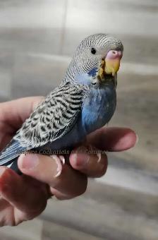 Blue baby Budgie
