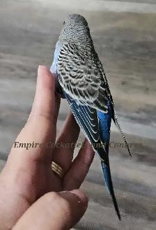 Blue baby Budgie - Photo 2