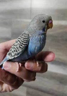 Blue baby Budgie - Photo 4