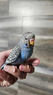 Blue baby Budgie - Photo 5