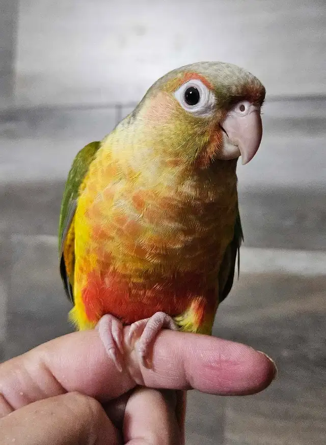 Female Baby Pineapple Conure