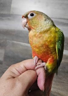 Female Baby Pineapple Conure - Photo 4