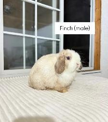 Sweet Holland Lop baby bunnies - Photo 4