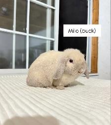 Sweet Holland Lop baby bunnies - Photo 5