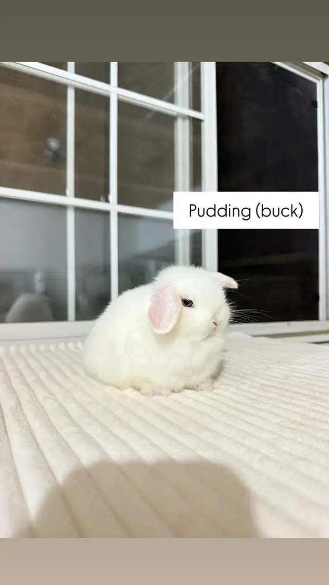 Tiny Holland Lop baby bunny