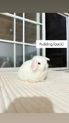 Tiny Holland Lop baby bunny