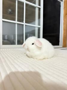 Tiny Holland Lop baby bunny - Photo 3