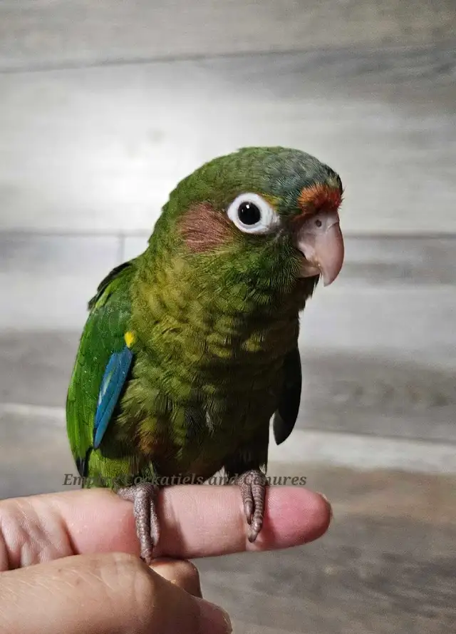 PENDING SALE Female Rose Crown Conure Baby