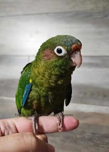 PENDING SALE Female Rose Crown Conure Baby