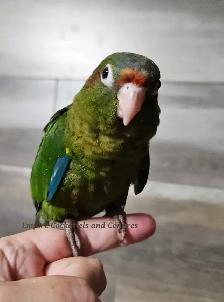 PENDING SALE Female Rose Crown Conure Baby - Photo 2